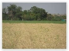 Agrochemicals&Pesticides Products-Plant Growth Regulator